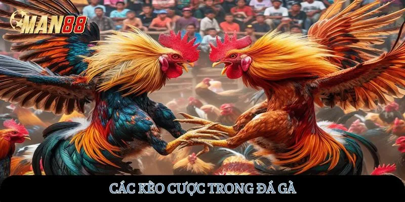 Các kèo cược trong đá gà