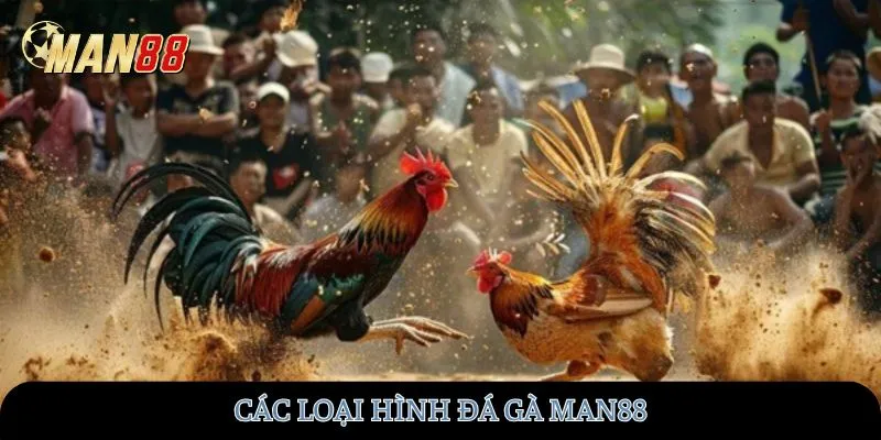 Các loại hình đá gà MAN88