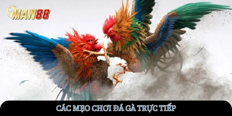 Các mẹo chơi đá gà trực tiếp