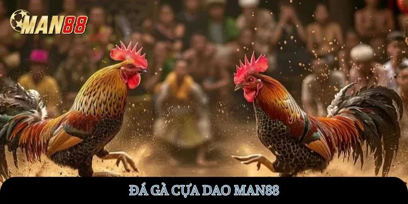 Đá gà cựa dao MAN88