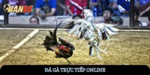 da-ga-truc-tiep-online-man88