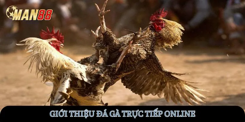 Giới thiệu đá gà trực tiếp online