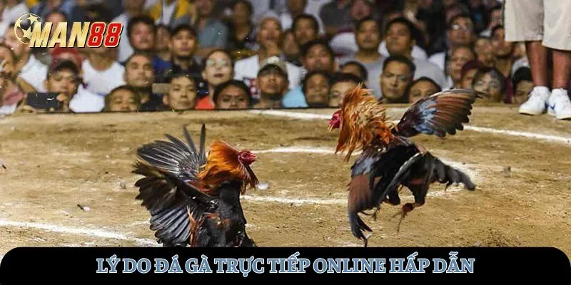 Lý do đá gà trực tiếp online hấp dẫn