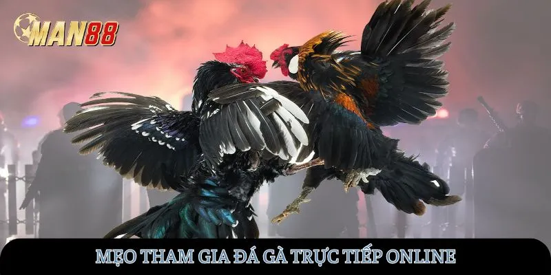 Mẹo tham gia đá gà trực tiếp online