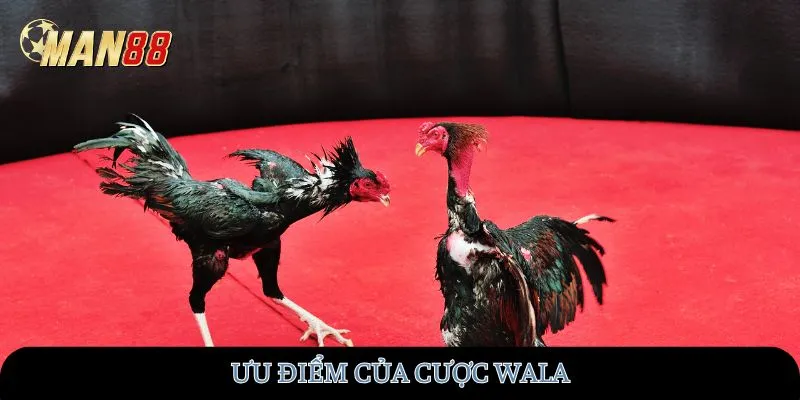 Ưu điểm của cược Wala